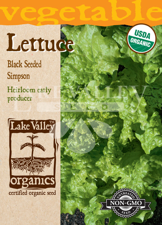 Organic Lettuce Black Seeded Simpson Heirloom