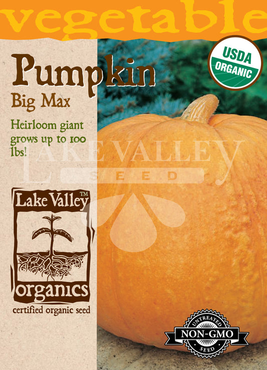 Organic Pumpkin Big Max^ Heirloom