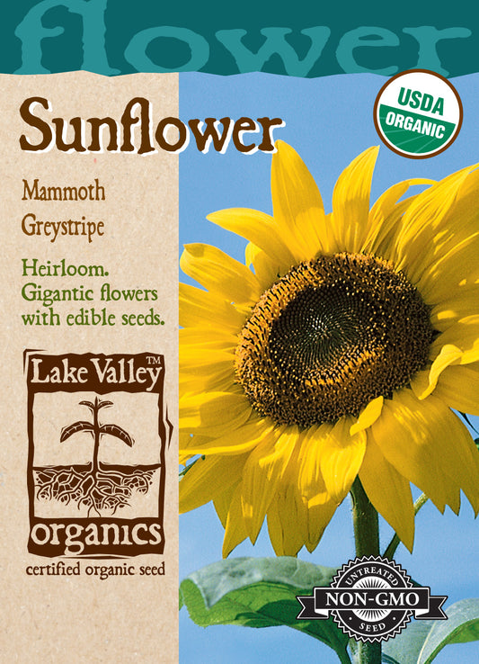 Sunflower Mammoth Greystripe