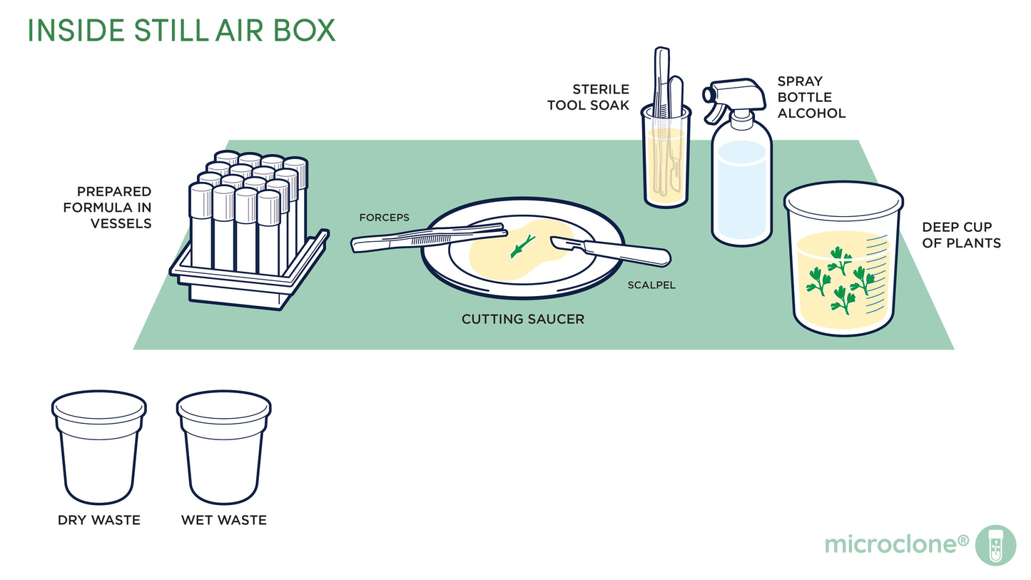 Kit de medios de enraizamiento de microclones (kit de raíz)