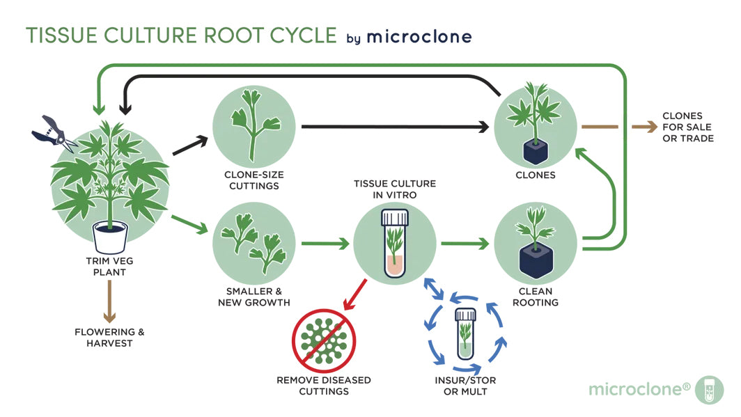 Kit de medios de enraizamiento de microclones (kit de raíz)