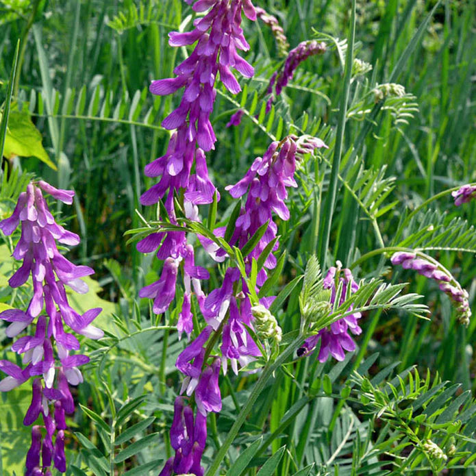 Vicia peluda | Bolsa de 5 libras |