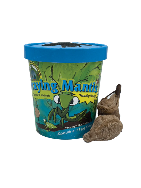Praying Mantis Egg Cases (2)