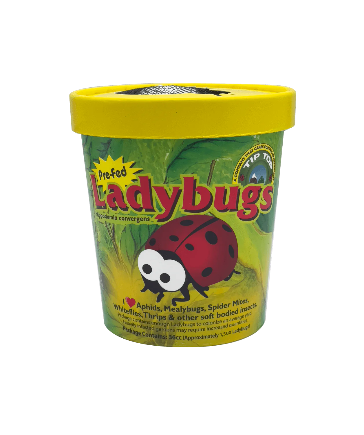 Ladybugs 1,500 Adults in Retail Paper Cup