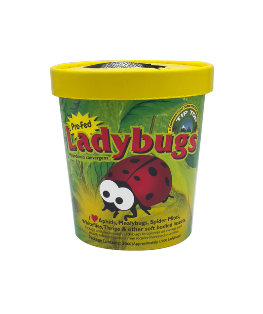 Ladybugs 1,500 Adults in Retail Paper Cup