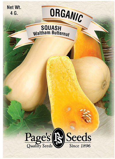 Squash Waltham Butternut