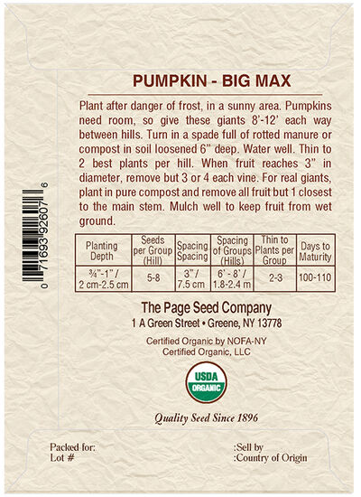 Pumpkin Big Max