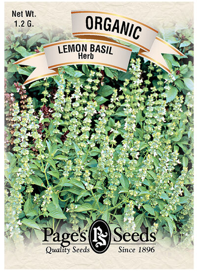 Lemon Basil Herb