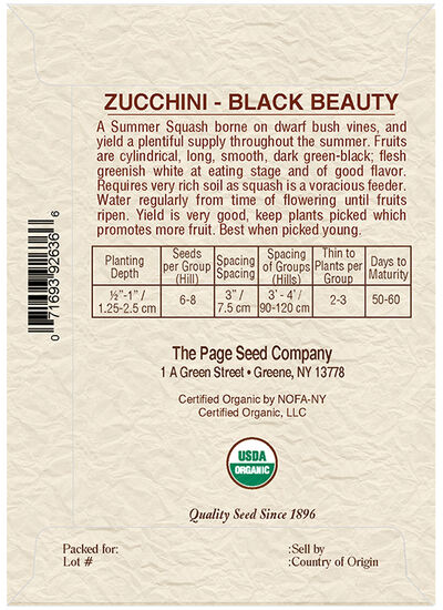 Zucchini Black Beauty