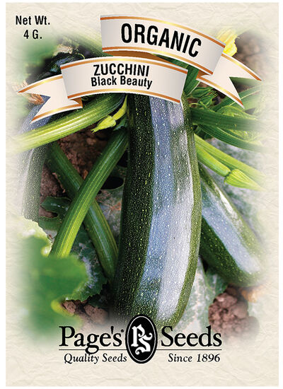 Zucchini Black Beauty