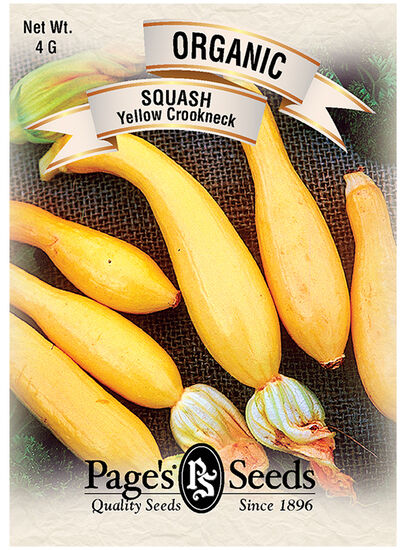 Squash Yellow Crookneck