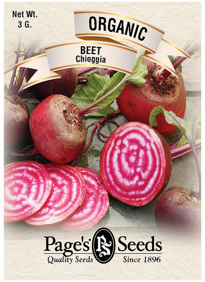 Beet Chioggia