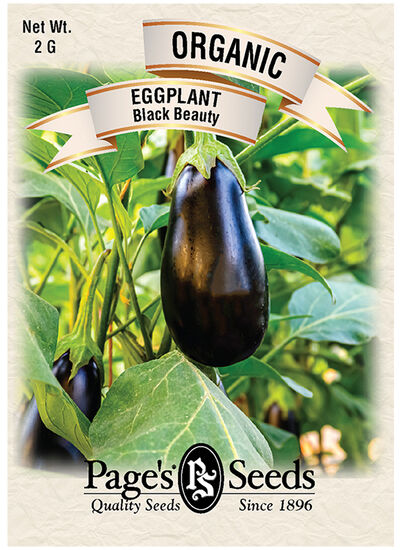 Eggplant Black Beauty