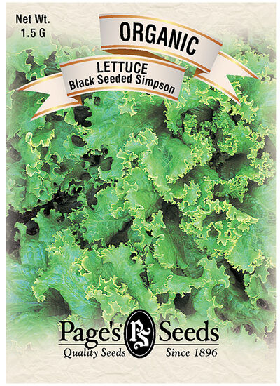 Lettuce Black Seeded Simpson