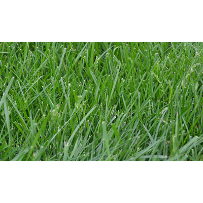 Kentucky 32 Forage Fescue (Endophyte Free) - 50 lb