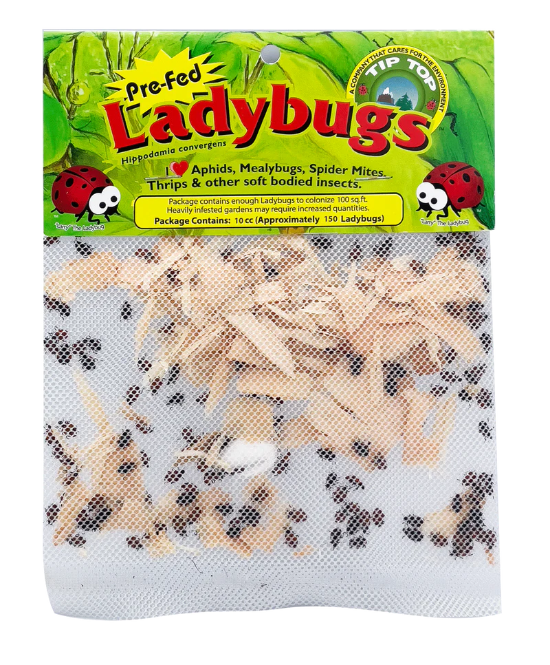 Pre-Fed Ladybugs 300 Adults in Mini Mesh