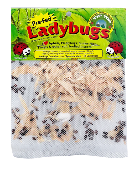 Pre-Fed Ladybugs 300 Adults in Mini Mesh