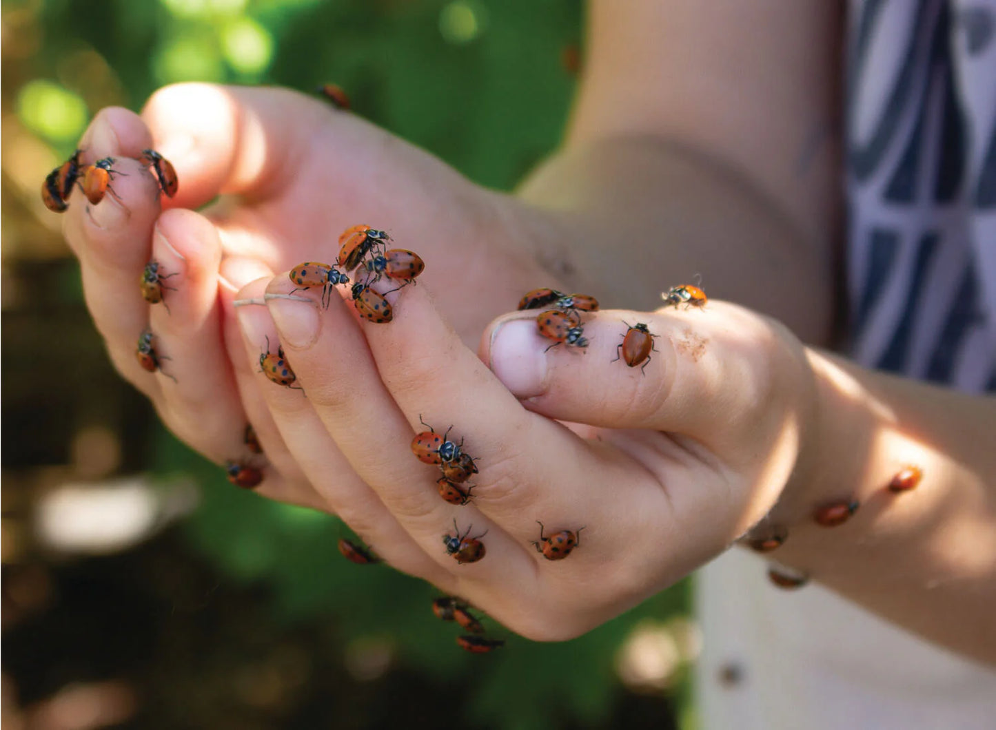 Ladybugs 1,500 Adults in Retail Paper Cup