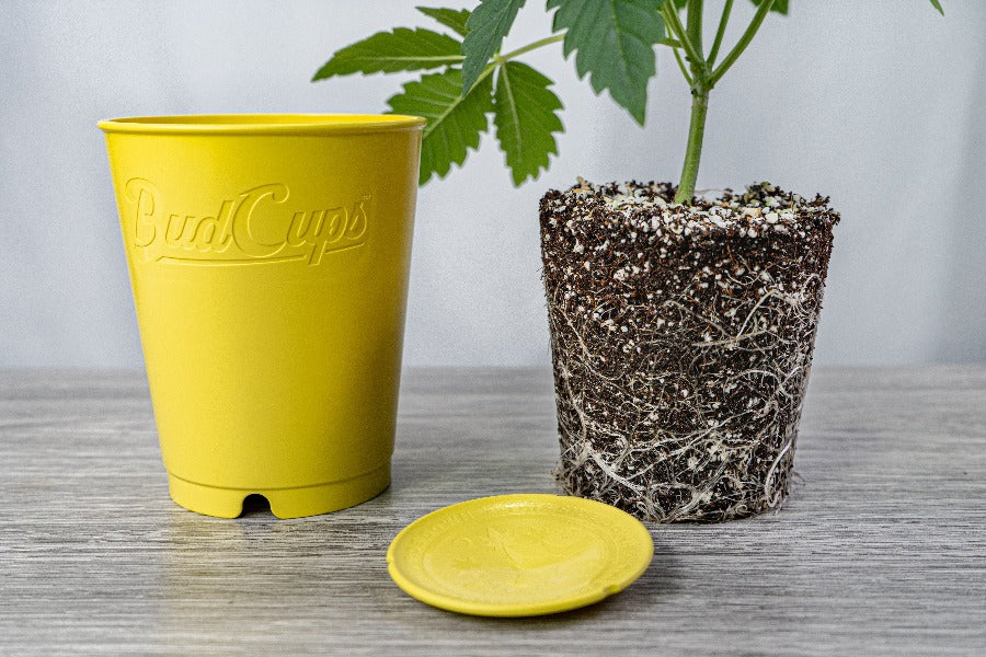 BudCups™: Self-Draining, Easy-Transplanting Gardening Containers