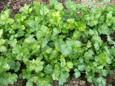 Cilantro (Coriander)