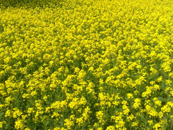 Mustard - Yellow Cover Crop Seed | 5lb Bag |