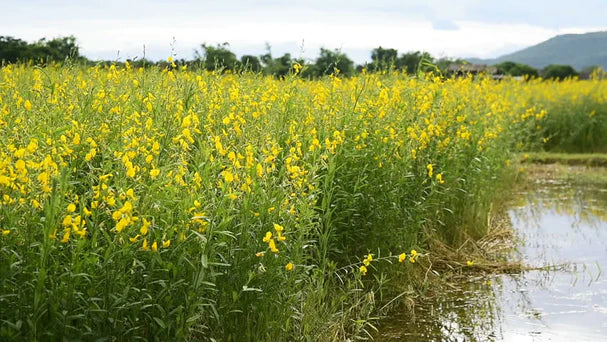 CÁÑAMO SOLADO - CROTALARIA JUNCEA VNS 50 LB