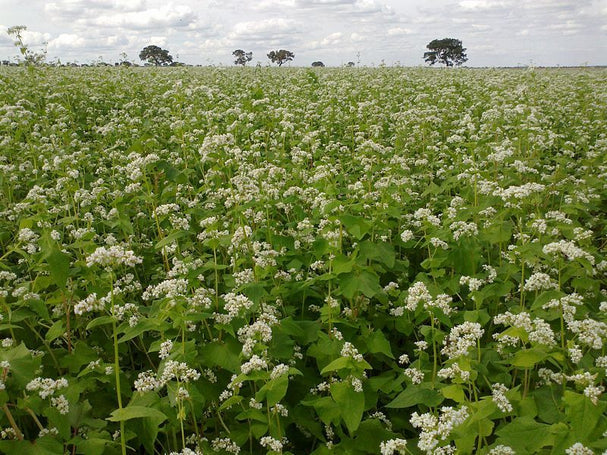 Organic Buckwheat Seed | 50lb Bag |