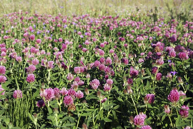 Clover - Medium Red NON OG Cover Crop Seed