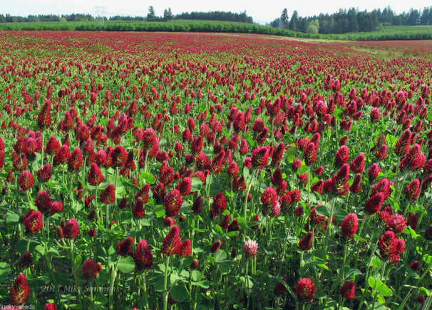 Crimson Clover 50 Lbs