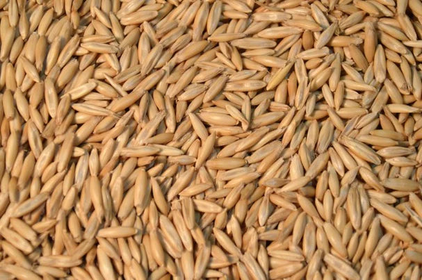 Organic Spring Oats Cover Crop Seed - 48 lb Bag