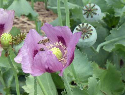 Poppy, Breadseed, Hungarian Blue