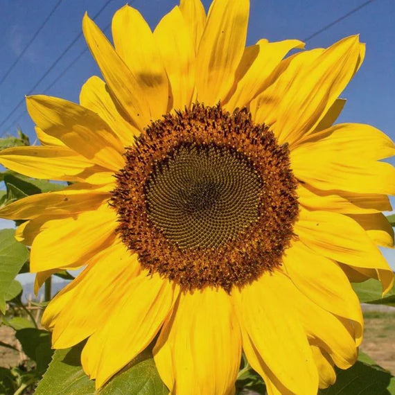 Semilla de girasol Peredovik | Bolsa de 50 libras |