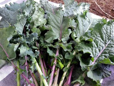 Lacinato Rainbow Mix Kale, 1.5 g