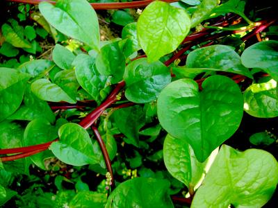 Red Malabar Summer Spinach