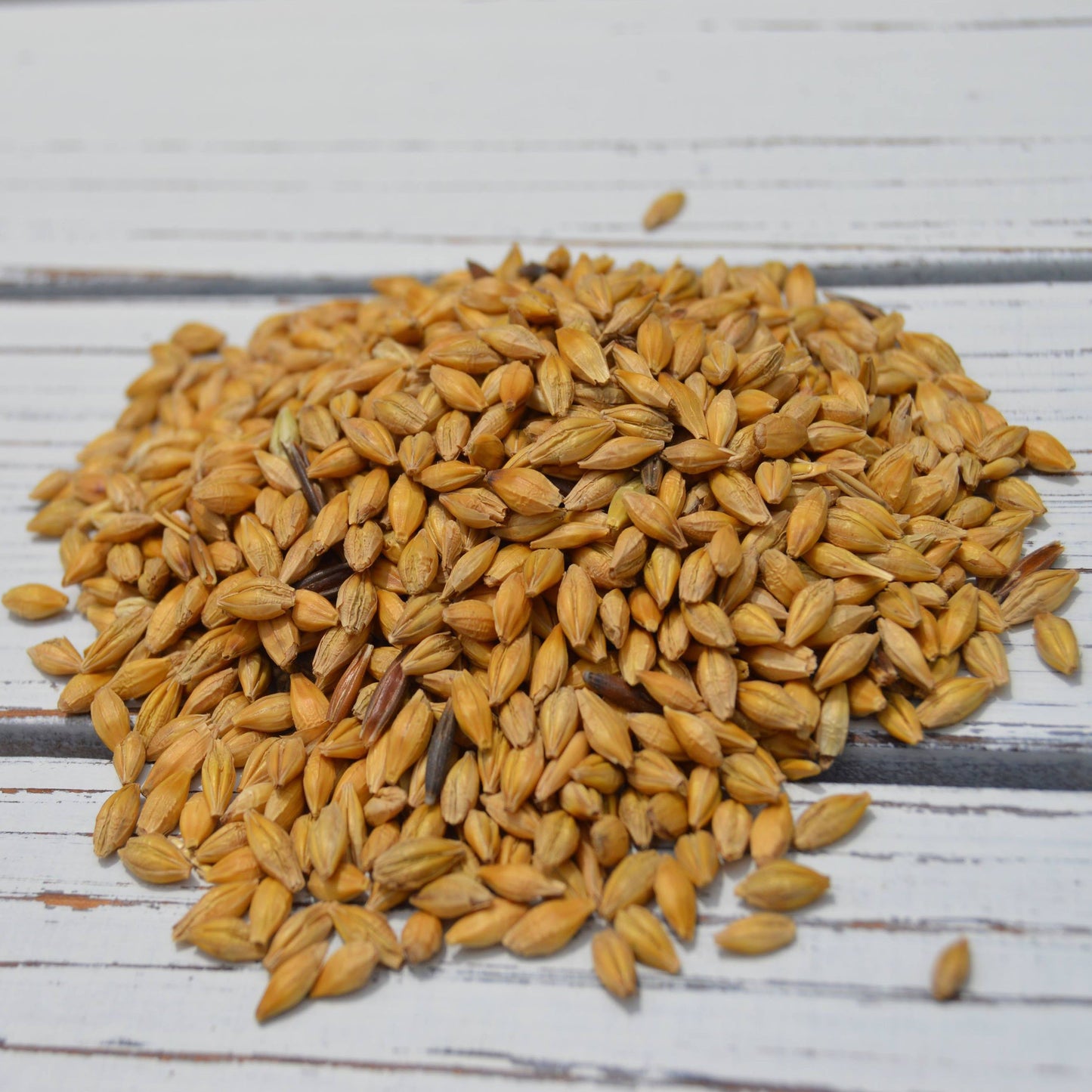 Organic Oats | 5lb Bag | Feed Grade