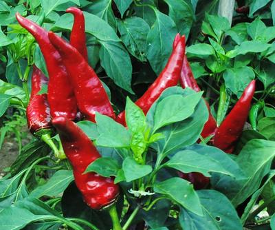 Hungarian Paprika Spice Pepper