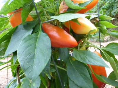 Feherozon Sweet Bell Pepper
