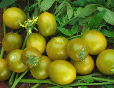 Green Grape Tomato